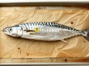 Скумбрия – не только вкусная, но и полезная рыба (изображение создано с помощью ИИ)