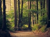 Эпидемия COVID-19: В Польше людям запретили посещать парки и леса