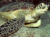 Создана биофизическая модель плавающей черепахи