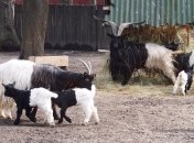 Валлийские козлята: пополнение в киевском зоопарке (ФОТО)