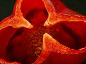 Благодаря этому лайфхаку рассада появится быстрее и не будет болеть