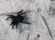 В лесу под Киевом обнаружили ядовитого паука: что делать в случае укуса (видео)