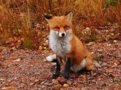 В Черновицкой области - нашествие лис