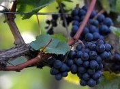 Винные фестивали пройдут на Филиппинах, в Малайзии и Сингапуре