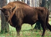 Зубр "эмигрировал" из Беловежской пущи и прибился к стаду коров