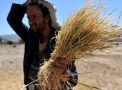 ОАЭ хотят выращивать пшеницу