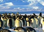 Ученые нашли в Антарктиде мумии древних пингвинов Адели