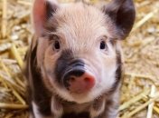 Объясняем, что значит и как использовать в речи фразу "у свинячий голос"