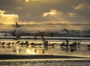 Ученые по-новому взглянули на происхождение птиц