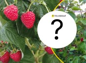 Малину осенью следует обрезать