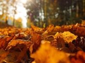 Антициклон подарит "южное" тепло: синоптик порадовала прогнозом погоды на завтра в Украине