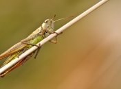 Настоящее гуманитарное бедствие: ЕС выделит средства для борьбы с нашествием саранчи в Африке