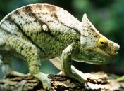 Одиннадцать видов хамелеона притворялись одной разновидностью