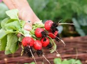 Какой посадить редис в 2026 году в Украине