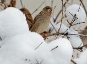 Синоптики прогнозируют в Украине туман и гололед