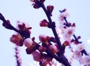 Погода в Украине 8 апреля: тепло, солнечно, на западе - грозы