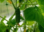 Как правильно обрезать листья на огурцах