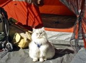 Коты-путешественники, у которых жизнь интереснее, чем у тебя