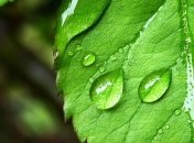 Ученые: чувствуют ли растения боль?