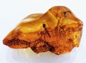 Ученые нашли в куске янтаря растение возрастом около 20 млн лет