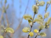 Тепло і волого: прогноз погоди на 26 лютого