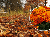 Листья на клубах осенью