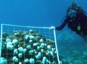 К концу столетия коралловые рифы могут исчезнуть  