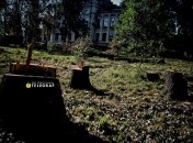 Замість зрізаних старих дерев скоро мають з'явитися молоді