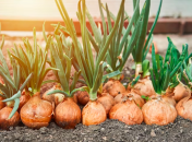 Секрет гарного врожаю цибулі