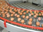 Госстат: В Украине зафиксировано падение производства яиц 
