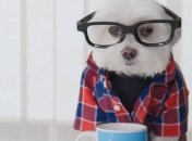 Смешной и очаровательный щенок-хипстер