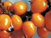 Настоящий эликсир молодости для лица и для волос