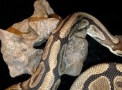 Британская пара путешествовала по сафари с 5-метровым питоном