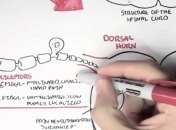 Найдена "точка", обезвреживающая боль