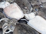 Это совсем не прикол: на каракатиц надели 3D-очки (Фото)