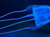 От импотенции поможет ожог медузы