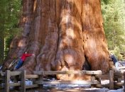 В обхвате "Генерал Шерман" достигает более 30 метров