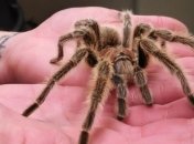 Ученые рассказали, почему мы так боимся пауков