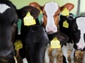 Государство будет доплачивать за продажу тяжеловесного КРС