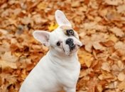 Діви, Близнюки та Стрільці не повірять своєму щастю