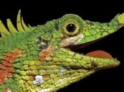 Ученые обнаружили носорогий дракон, которого не видели 130 лет