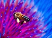 Умывание для насекомых оказалось вопросом жизни и смерти  