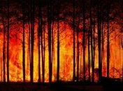 На Житомирщині продовжують гасити лісові пожежі (Відео)