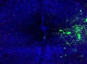 Биологи сумели управлять мышами при помощи звуковых сигналов
