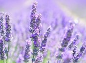 В Украину идет жара - прогреет до 31°