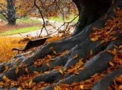 Прогноз погоды в Украине на 7 ноября: местами ожидается небольшой дождь