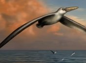 Раскрыт секрет самой большой птицы на Земле