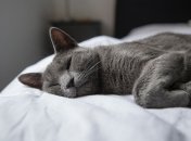 Для котів нормально спати по 16 годин на день.