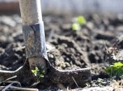 Місячний календар садівників і городників на серпень 2020 року