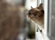 Прогноз погоды на 9 апреля: в Украине будет тепло и без осадков